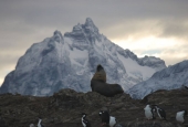 Navegación Canal Beagle Pingüinera 