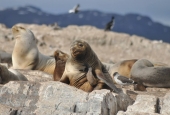 Navegación Canal Beagle Pingüinera 