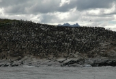 Navegación Canal Beagle Pingüinera 