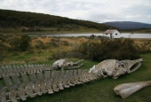 Navegación Canal Beagle Pingüinera 