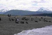 Navegación Canal Beagle Pingüinera 