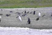 Navegación Canal Beagle Pingüinera 