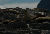 Navegación Canal Beagle Isla de los Lobos