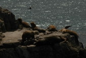 Navegación Canal Beagle Isla de los Lobos