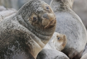 Navegación Canal Beagle Pingüinera 