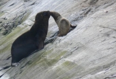 Navegación Canal Beagle Pingüinera 