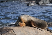 Navegación Canal Beagle Pingüinera 